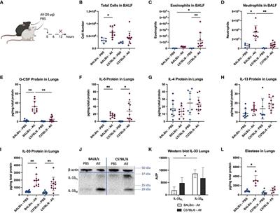 Neutrophils Affect IL-33 Processing in Response to the Respiratory Allergen <mark class="highlighted">Alternaria alternata</mark>